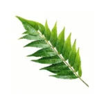 Neem